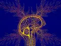 Stylizowany przekrój mózgu z rozchodzącymi się impulsami nerwowymi, symbolizujący diagnozę ADHD u dorosłych.