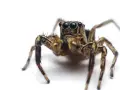 Pająk skaczący z wielkimi, błyszczącymi oczami. Dla osób z arachnofobią, widok ten może wywołać panikę.