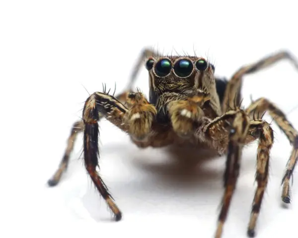 Pająk skaczący z wielkimi, błyszczącymi oczami. Dla osób z arachnofobią, widok ten może wywołać panikę.
