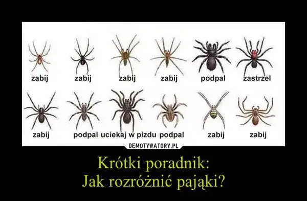 kolaż różnych fobii lęk strach pająk wysokość klaun